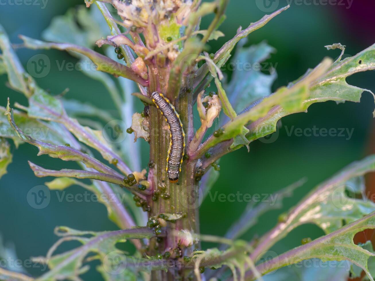 Insect pest causing damage in a vegetable garden. photo