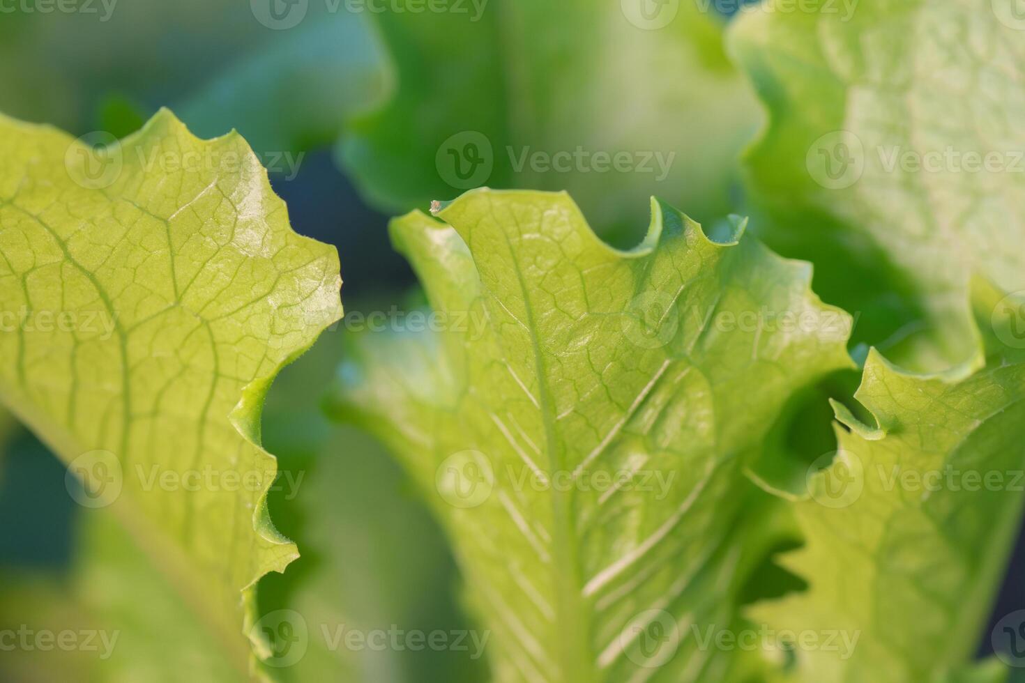 Green lettuce in a spring garden photo