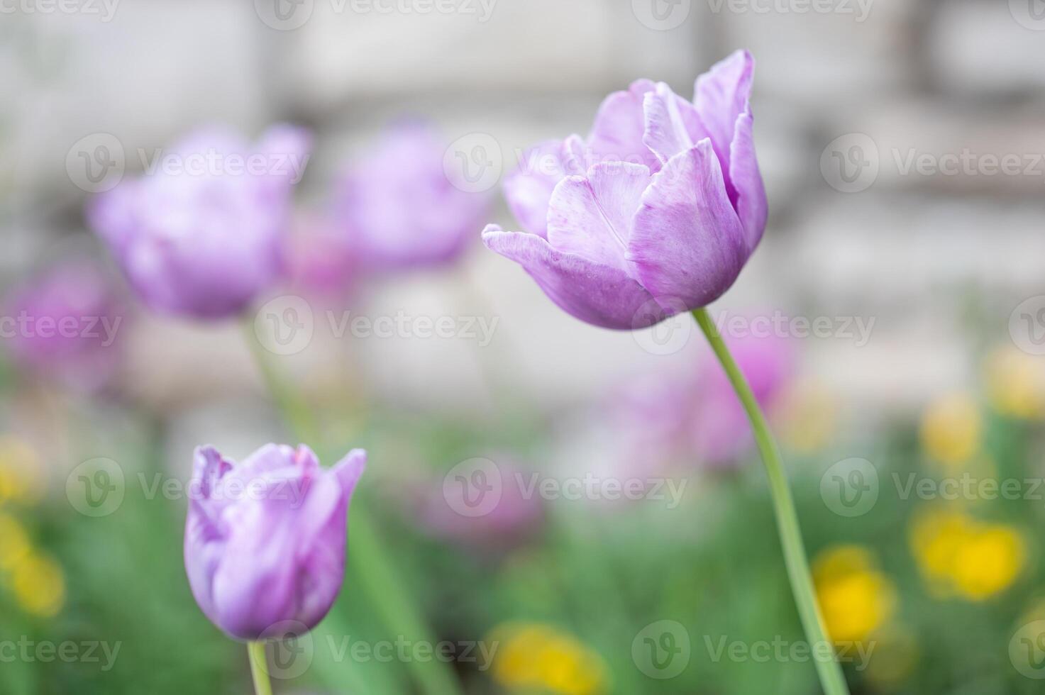 Closeup of the petals of a purple tulip. photo
