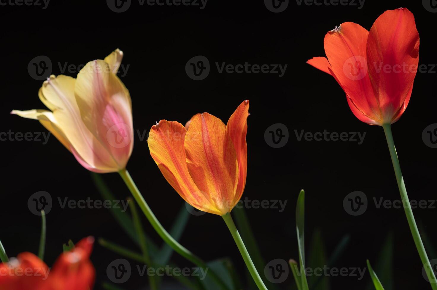 Yellow, orange, and red tulips seem to glow in the sunlight. photo