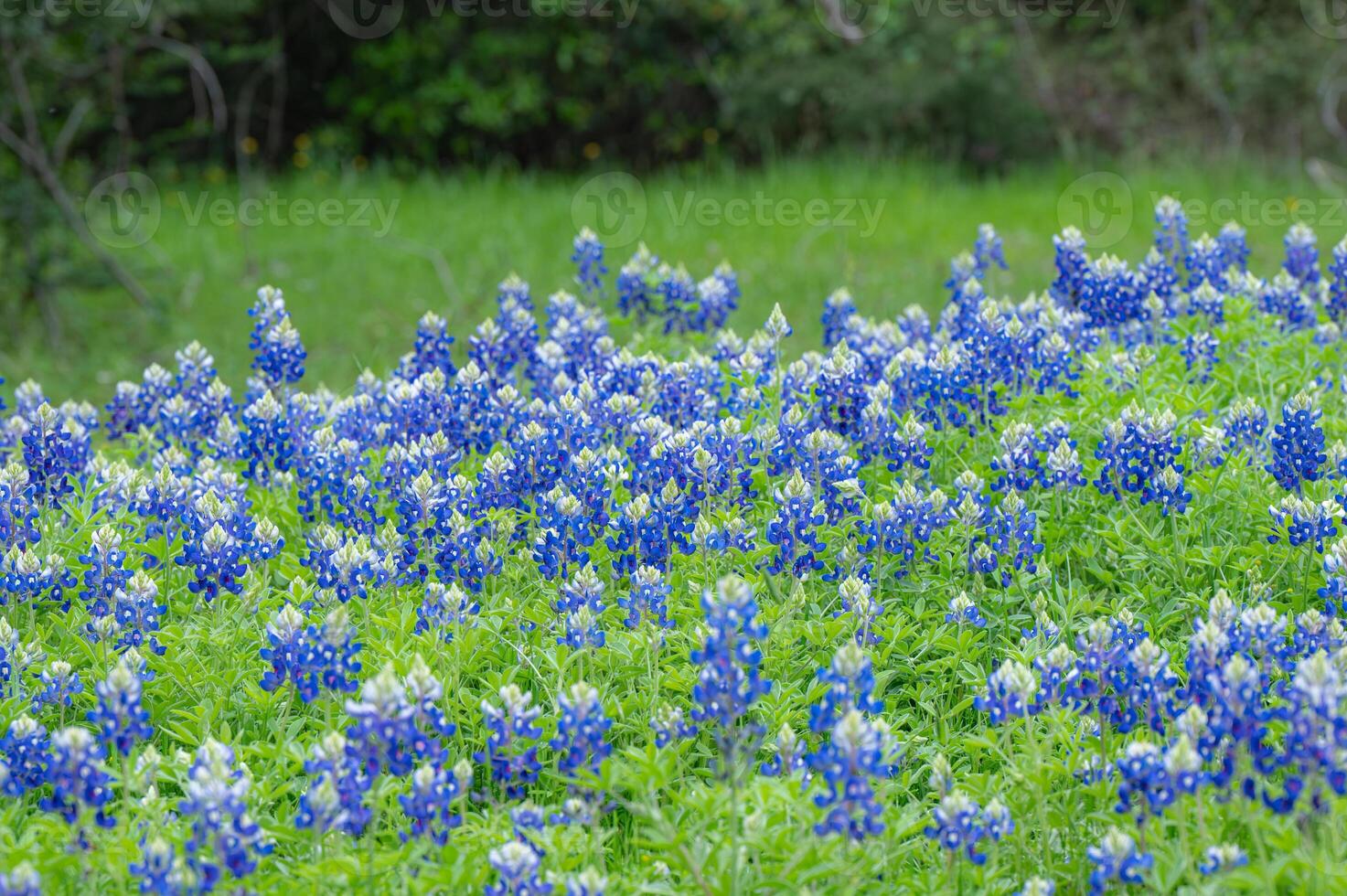 Bright blue wildflowers in a Texas meadow in March. photo