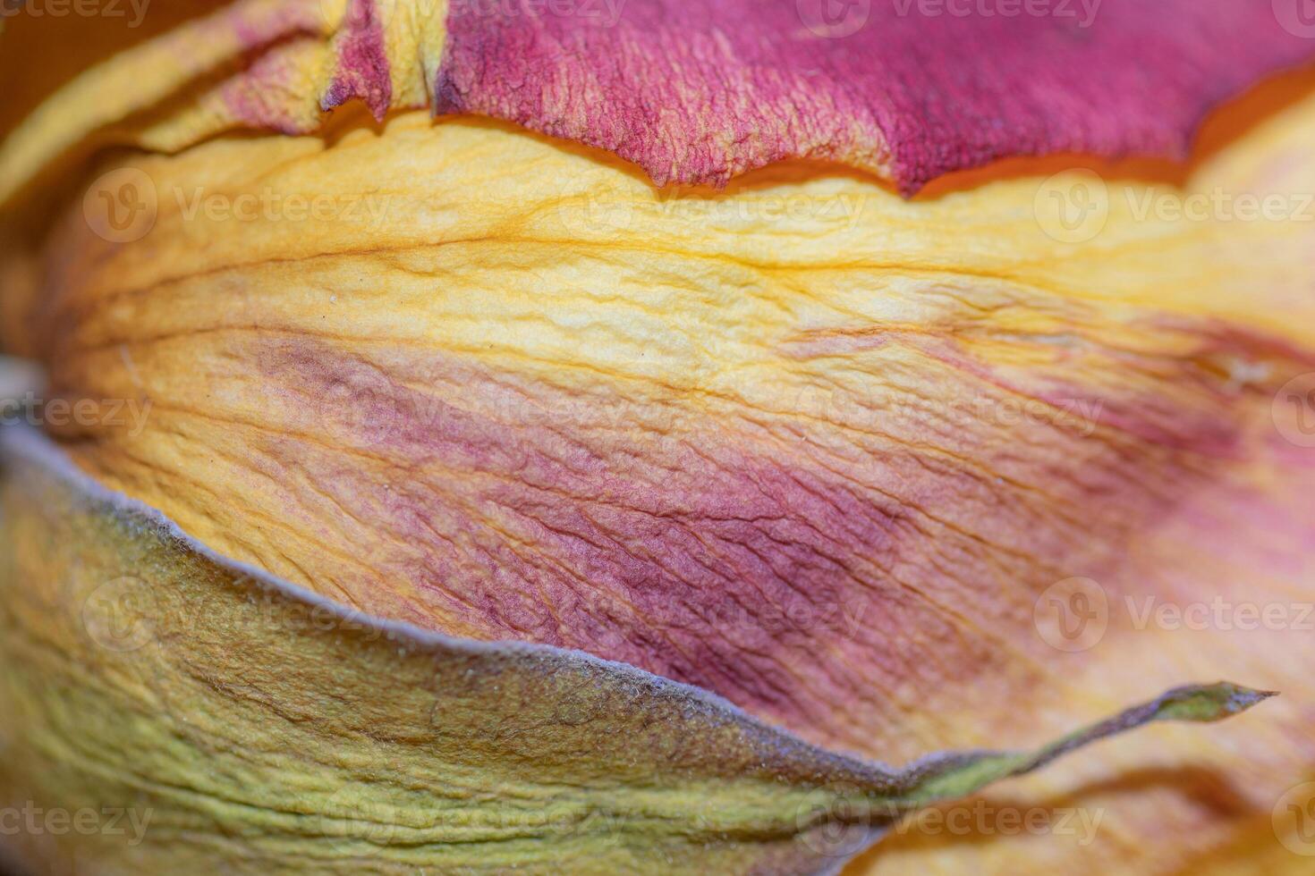 Detail of the texture and color of a dry blossom. photo