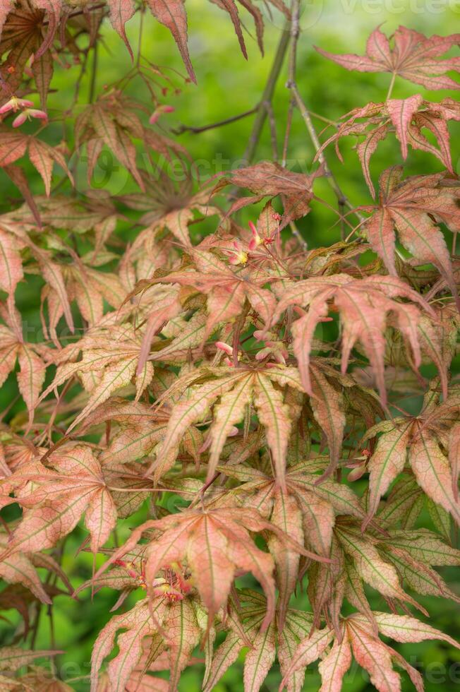 A maple tree in springtime against a bright green background. photo