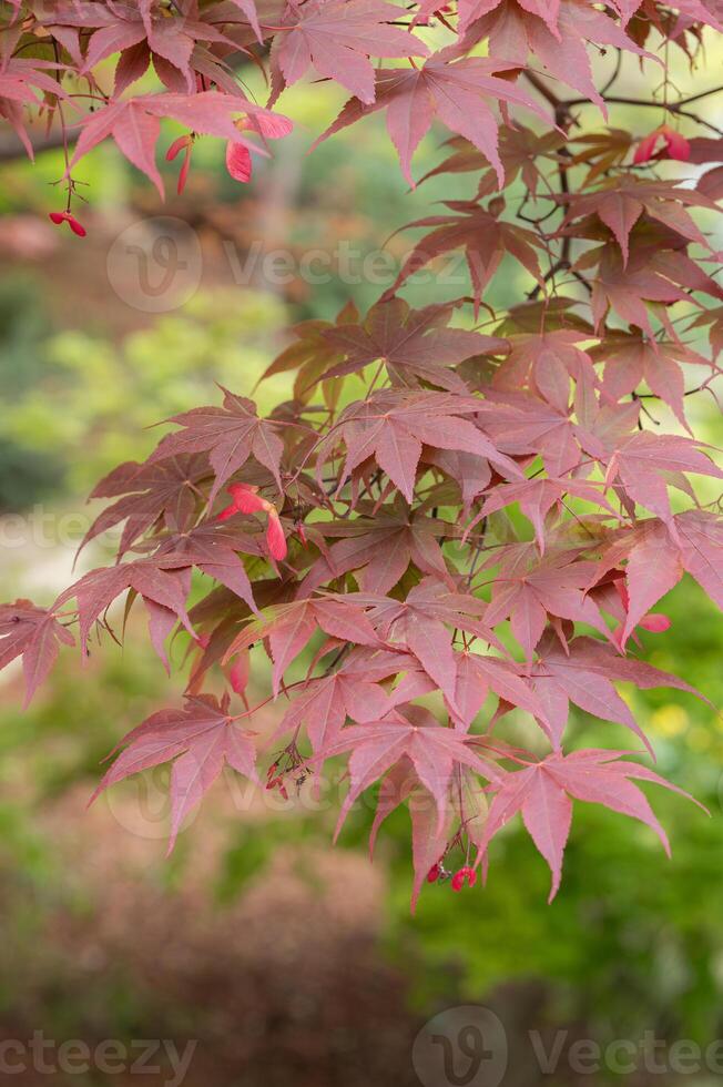 A Japanese maple with bright red seeds in a spring garden. photo