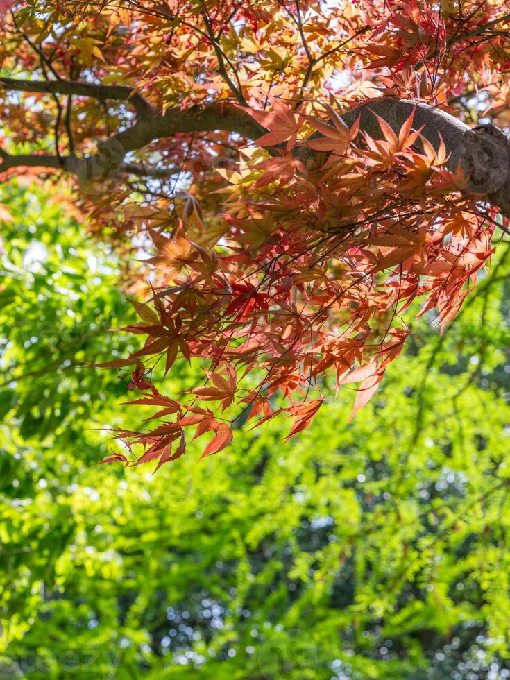 A windy but sunny day in a springtime garden. photo
