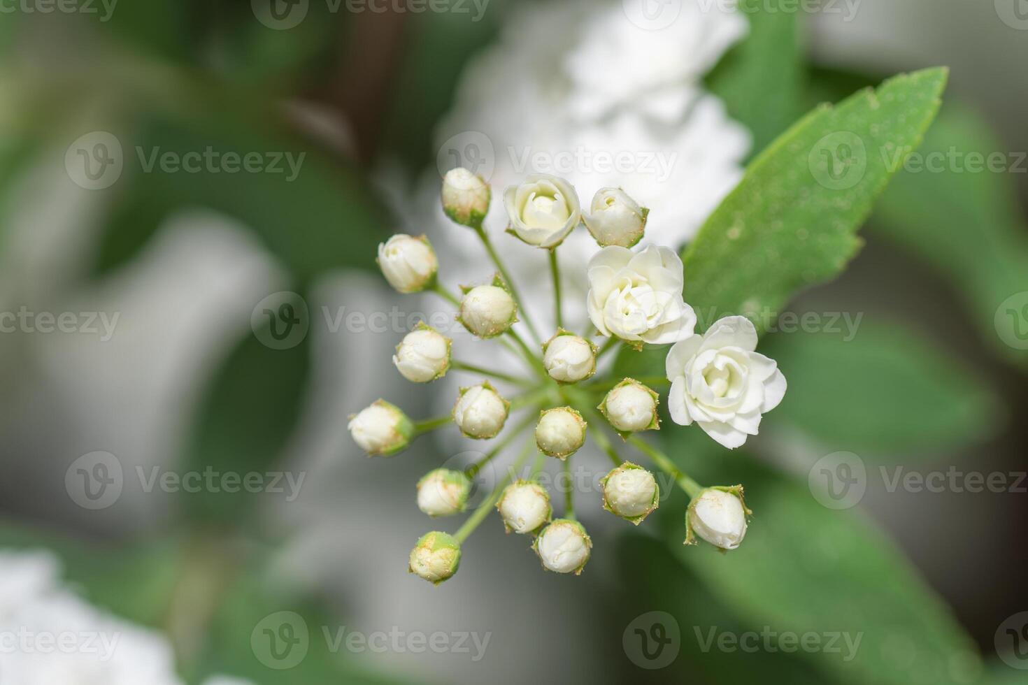Delicate white flower buds ready to open. photo