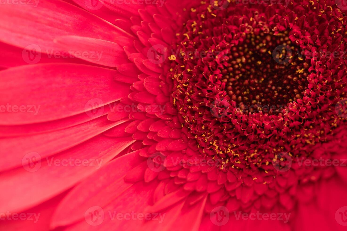 Macro image of a daisy blossom and pink petals. photo