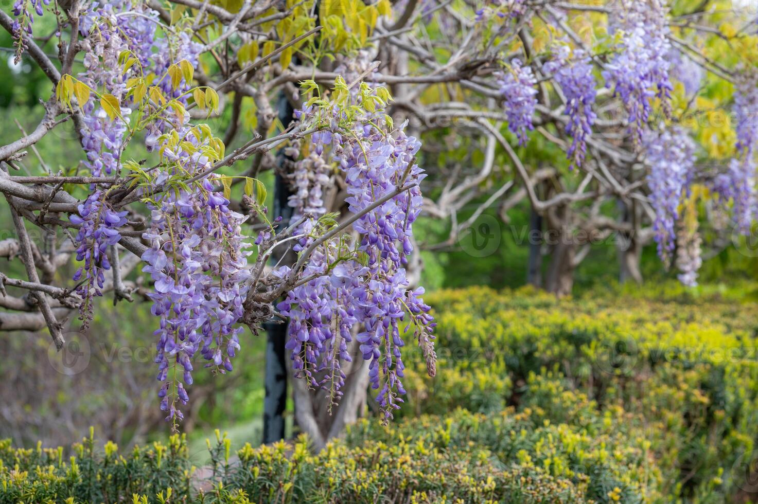 The beautiful purple flowers of the wisteria vine. photo