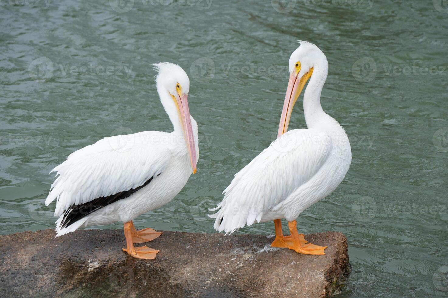 Two white pelicans facing each along the coast of the Gulf of Mexico. photo