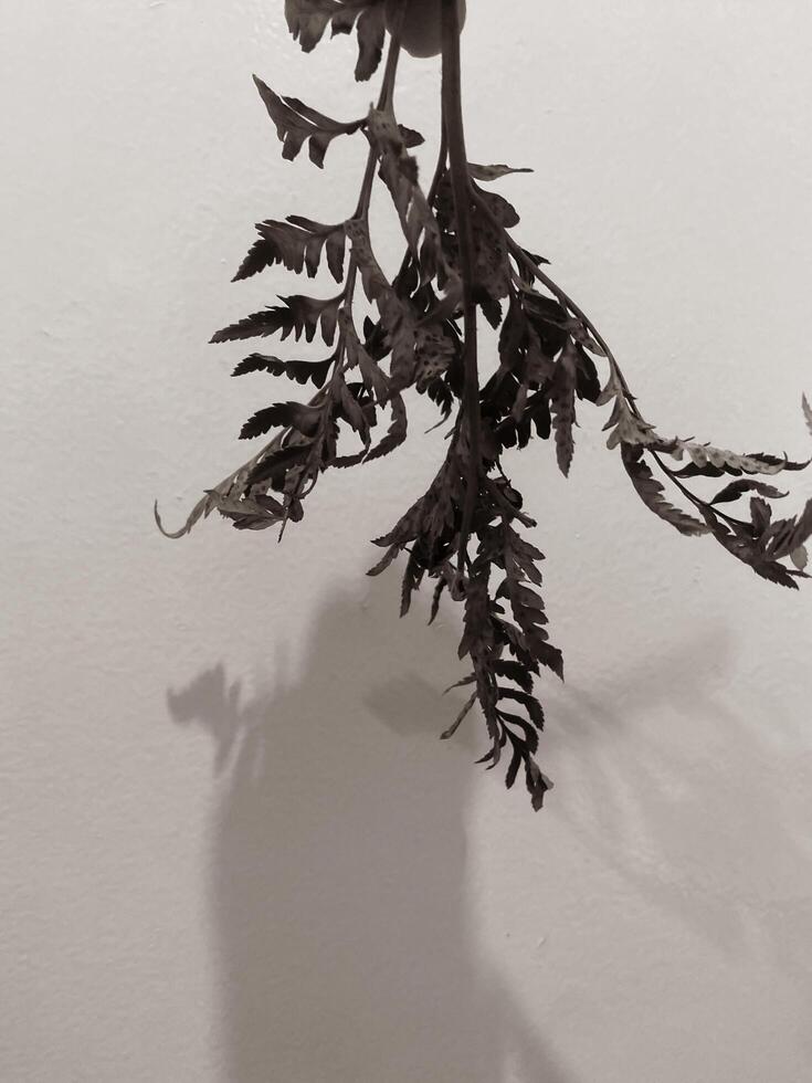 Leaves of plants on a wall background, neutral light, black-and-white close-up photo