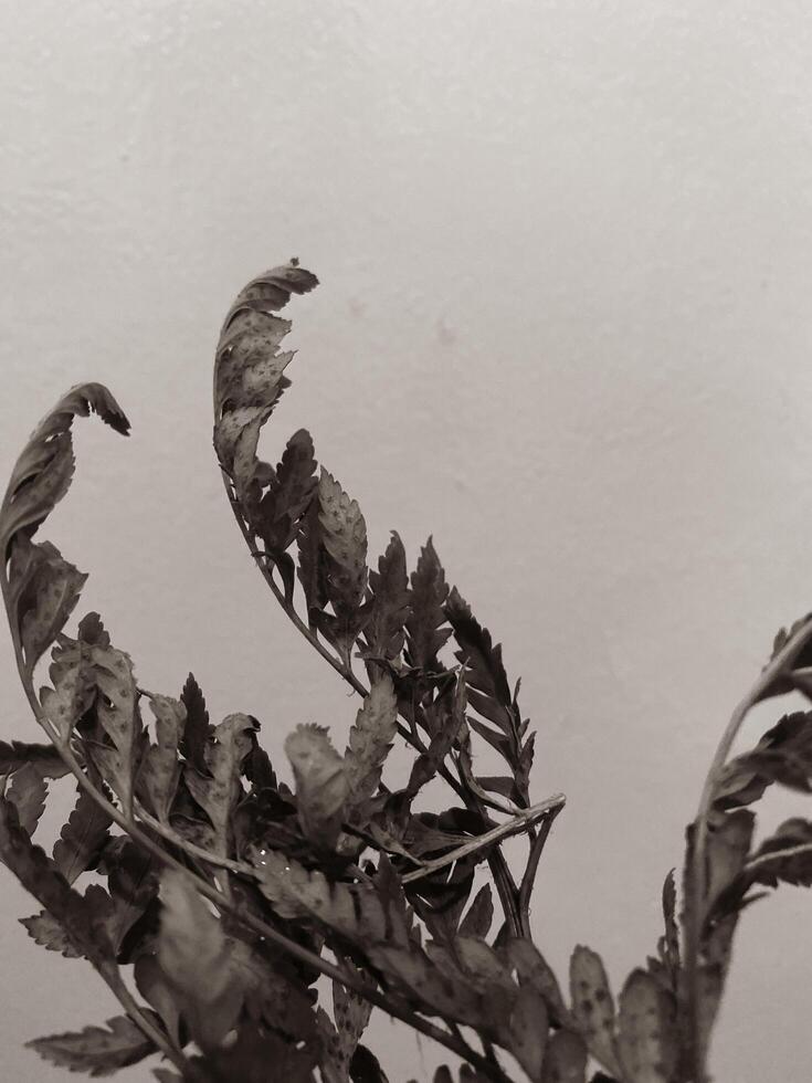 Leaves of plants on a wall background, neutral light, black-and-white close-up photo