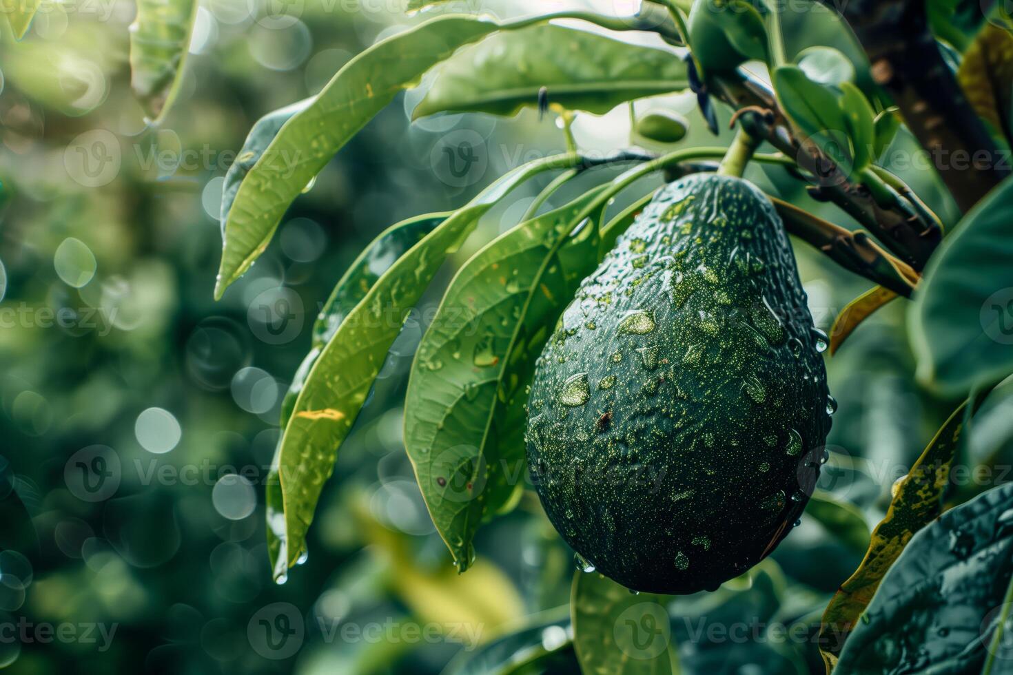 Avocado tree with dew drops on fruit photo