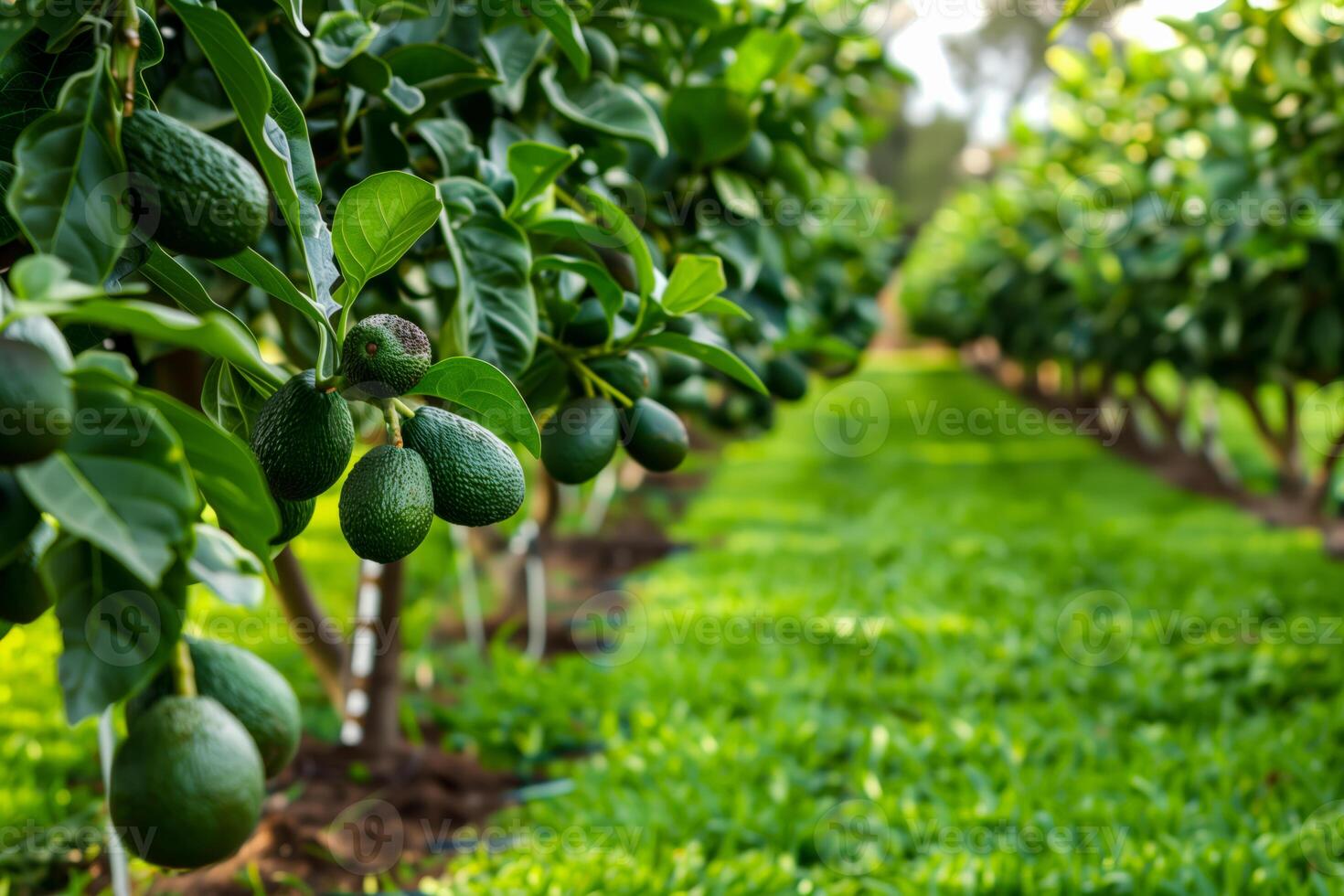 Abundance of avocados on trees photo
