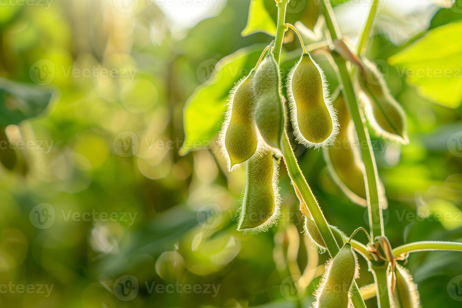 Close-up soybeans plant many pods photo