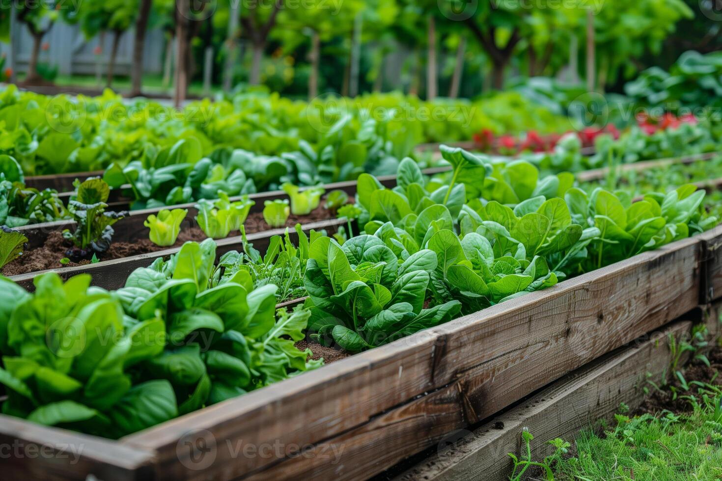 Garden wooden box veggies close up photo