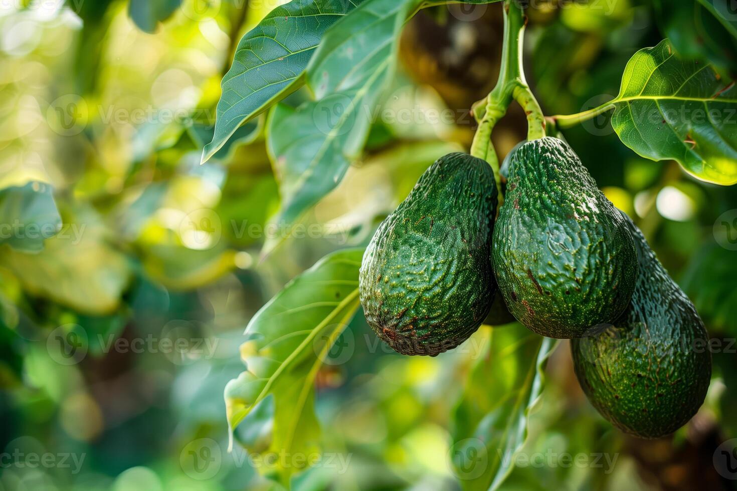 Three avocados hanging on tree in sun photo
