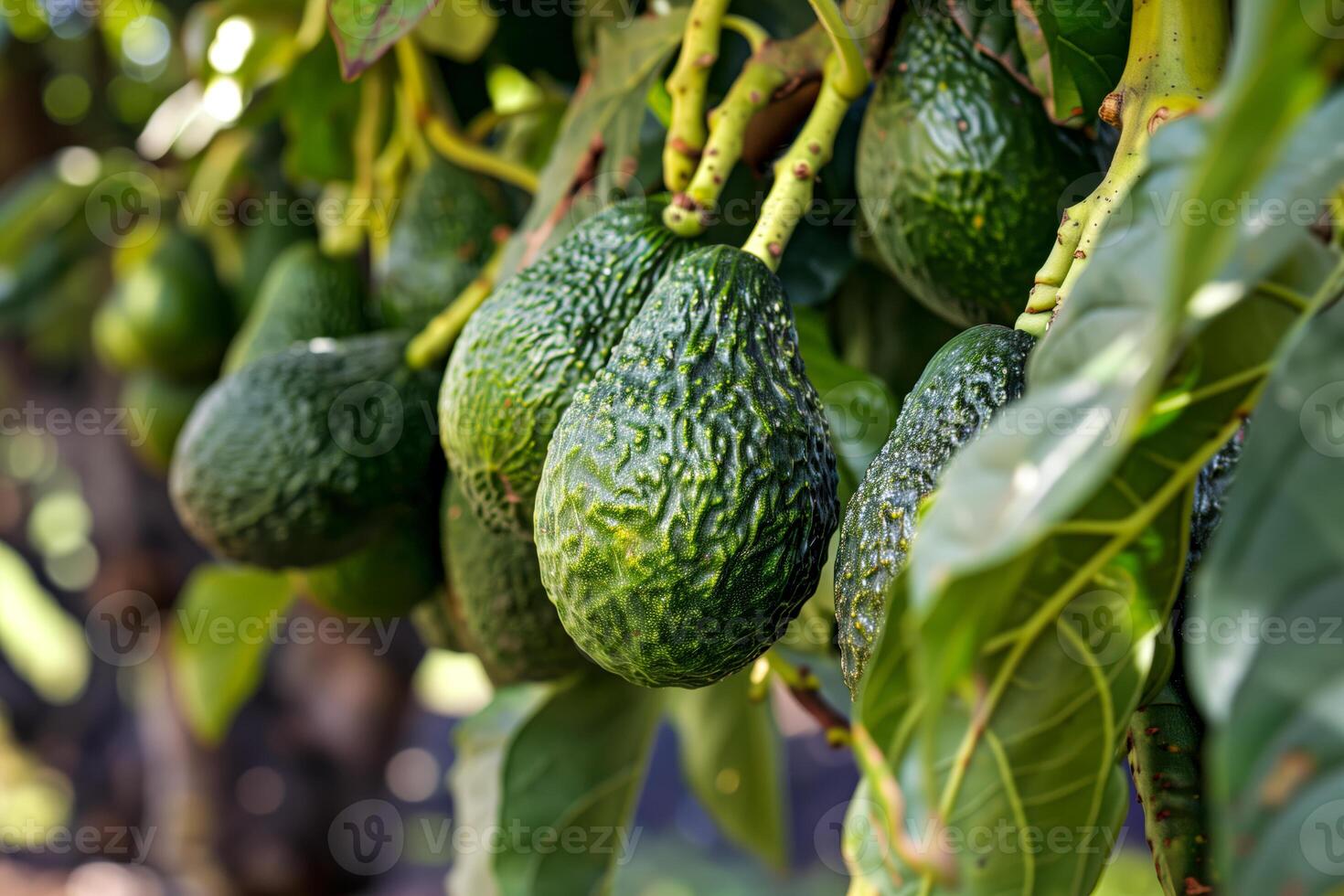 Multiple green avocados on tree photo