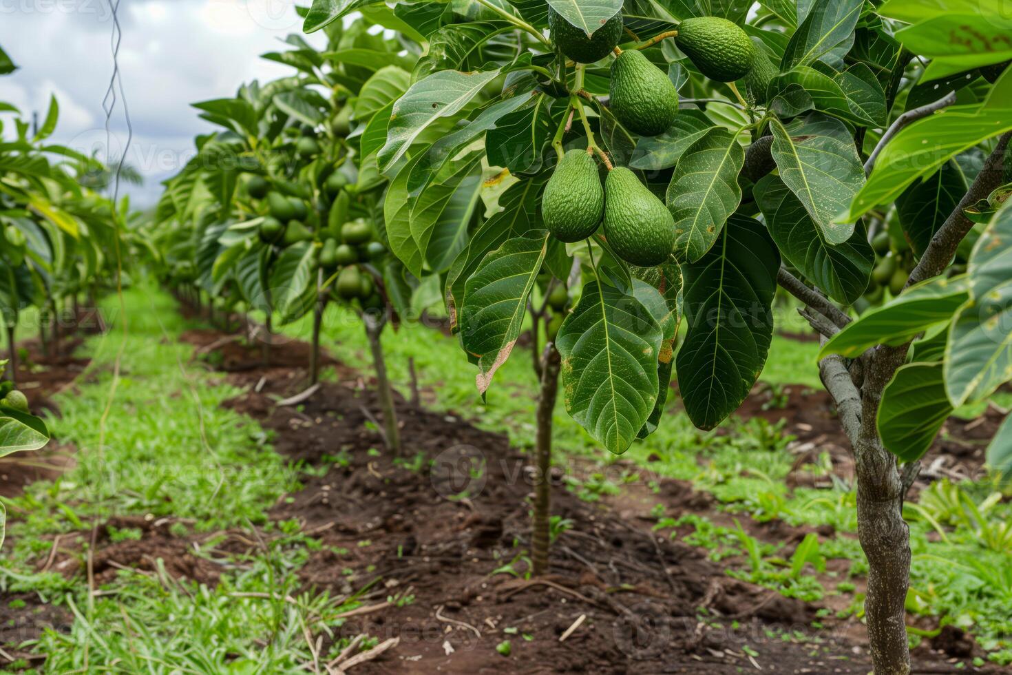 Avocados on trees in the orchard photo