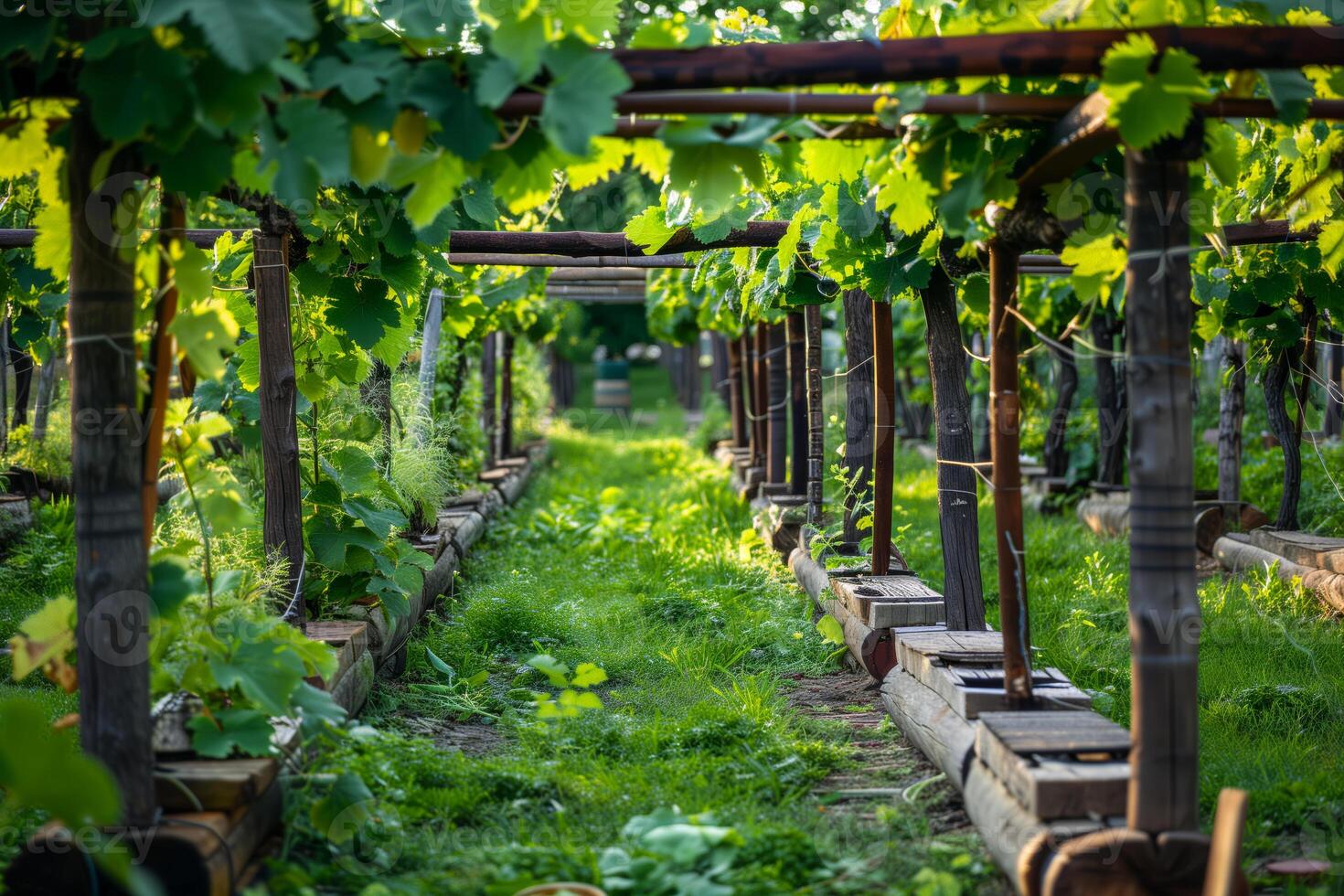 Wooden benches in a vineyard photo