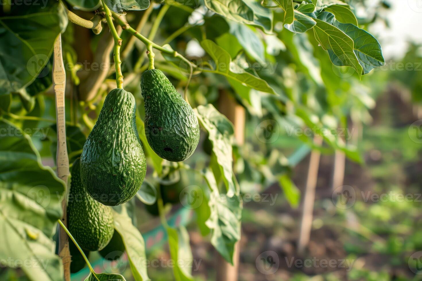 Multiple ripe avocados on tree photo