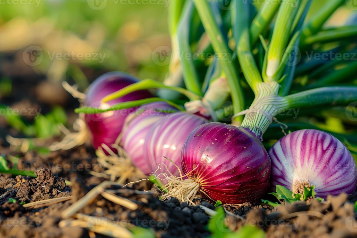Onions lying in soil with green foliage photo
