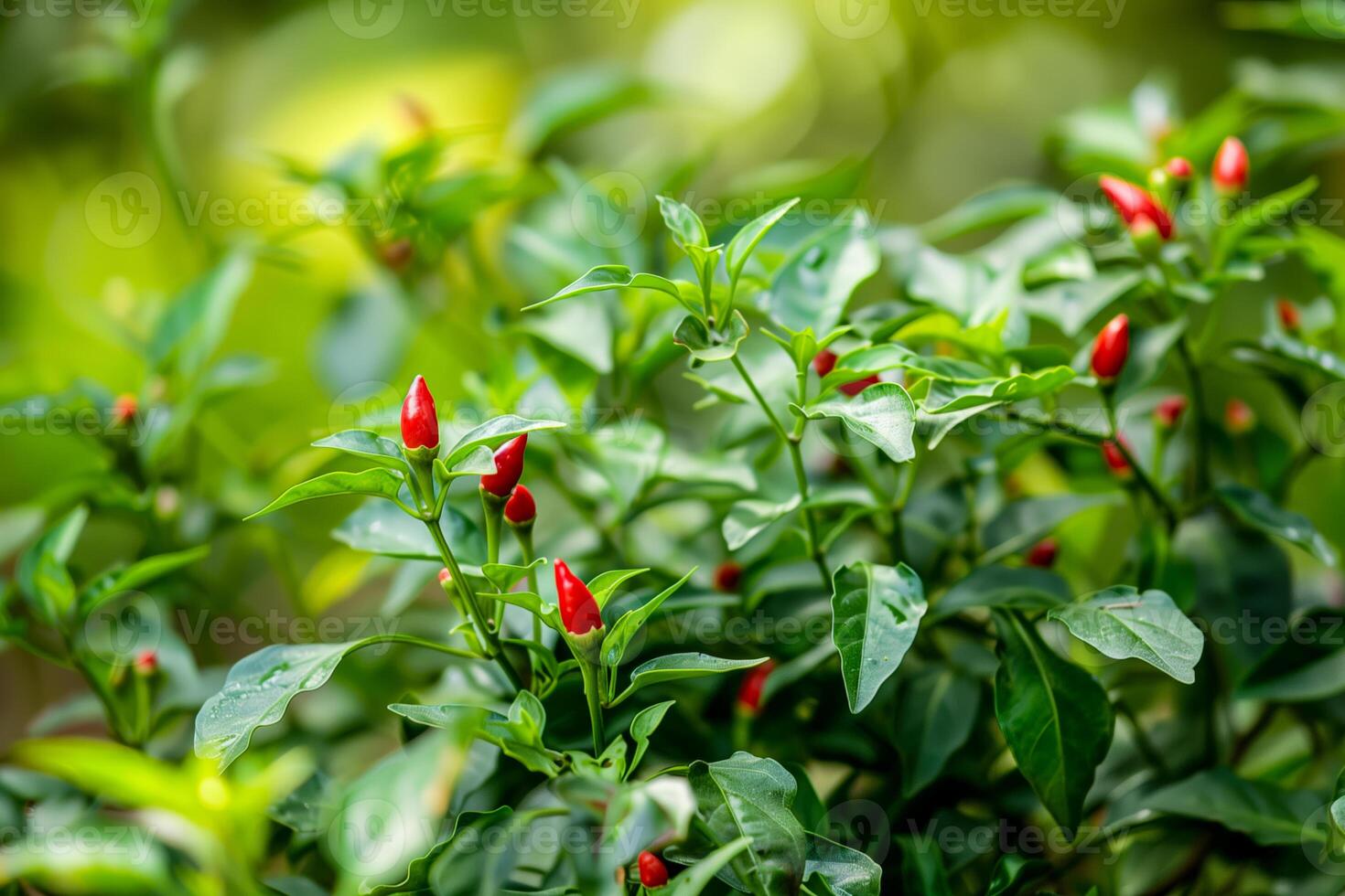 Abundance of red papironni on bush photo