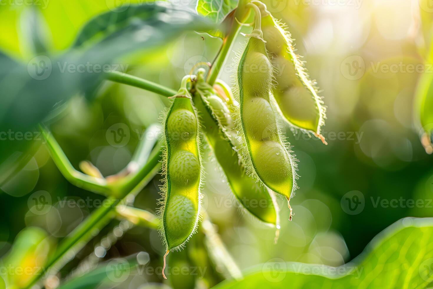 Close-up plant green beans photo