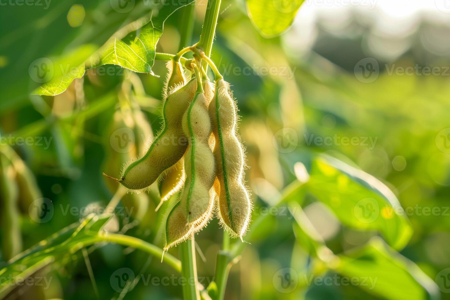 Soybeans hanging from plant in field photo