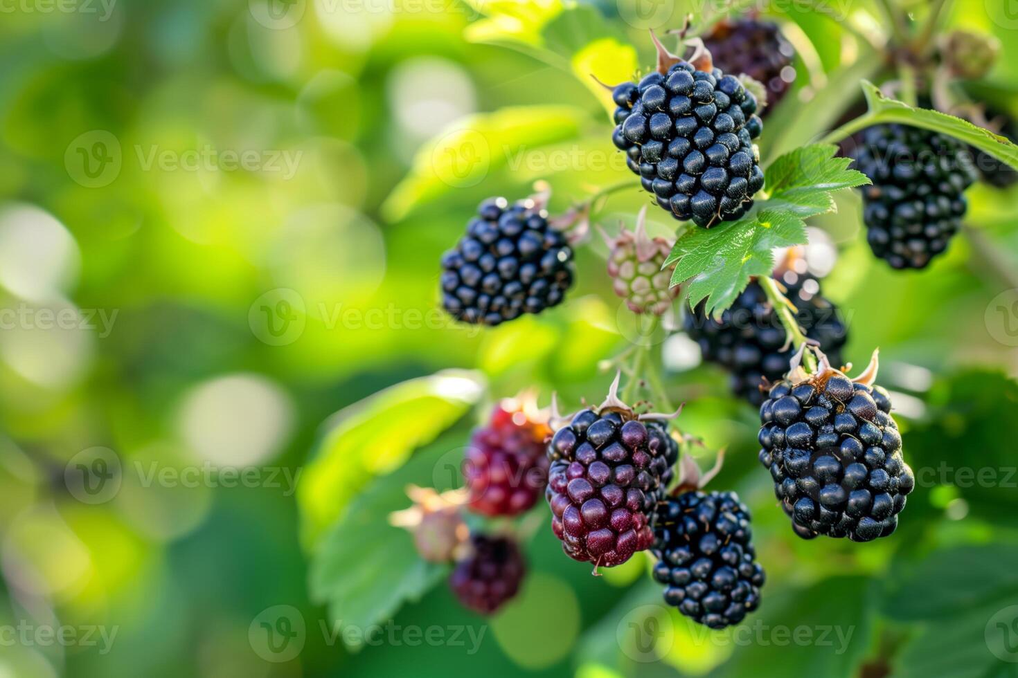 Branch with ripe blackberries under the sun photo
