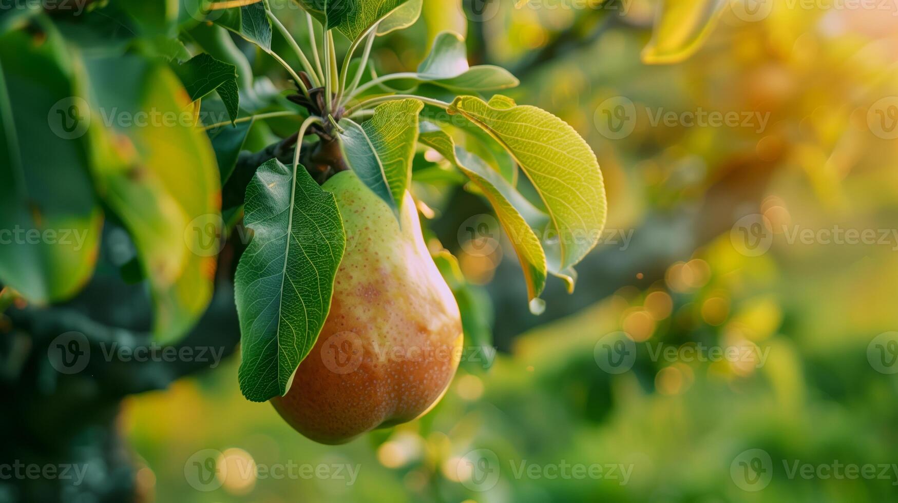 A pear hanging from a tree with leaves photo