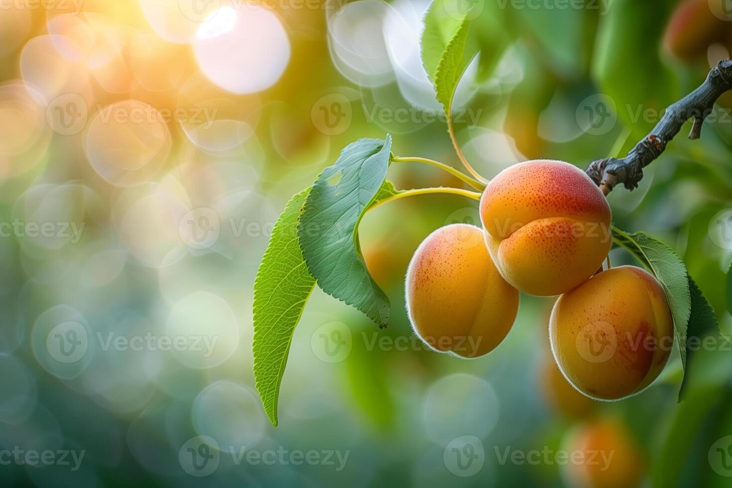 Three apricot attached to a tree branch surrounded by leaves photo