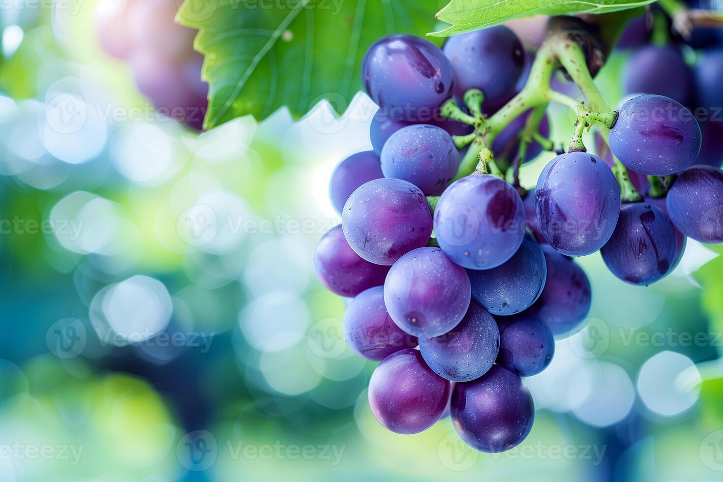 Bunch of grapes hanging from a tree branch photo