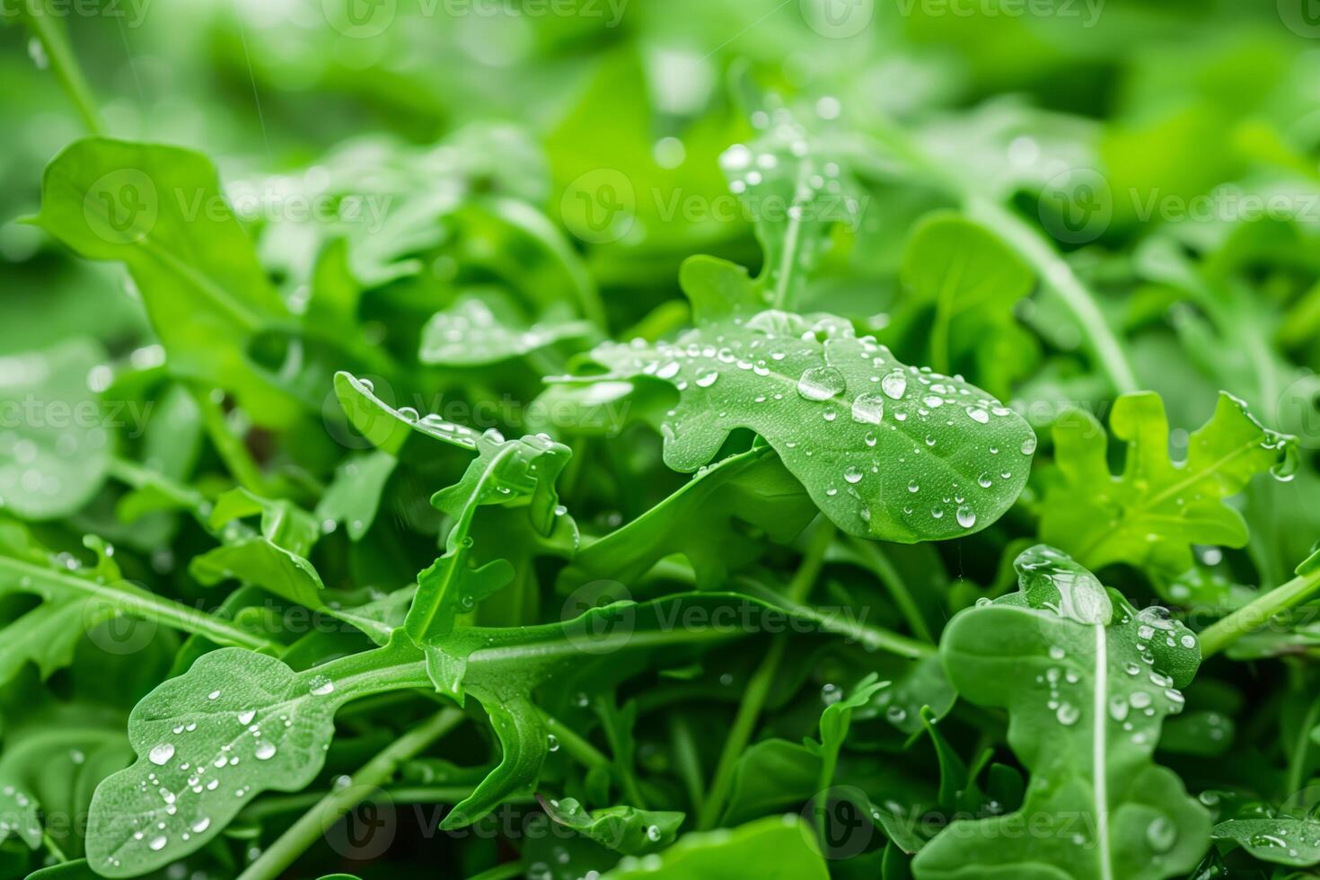 Close up of water droplets on arugula green leaves photo