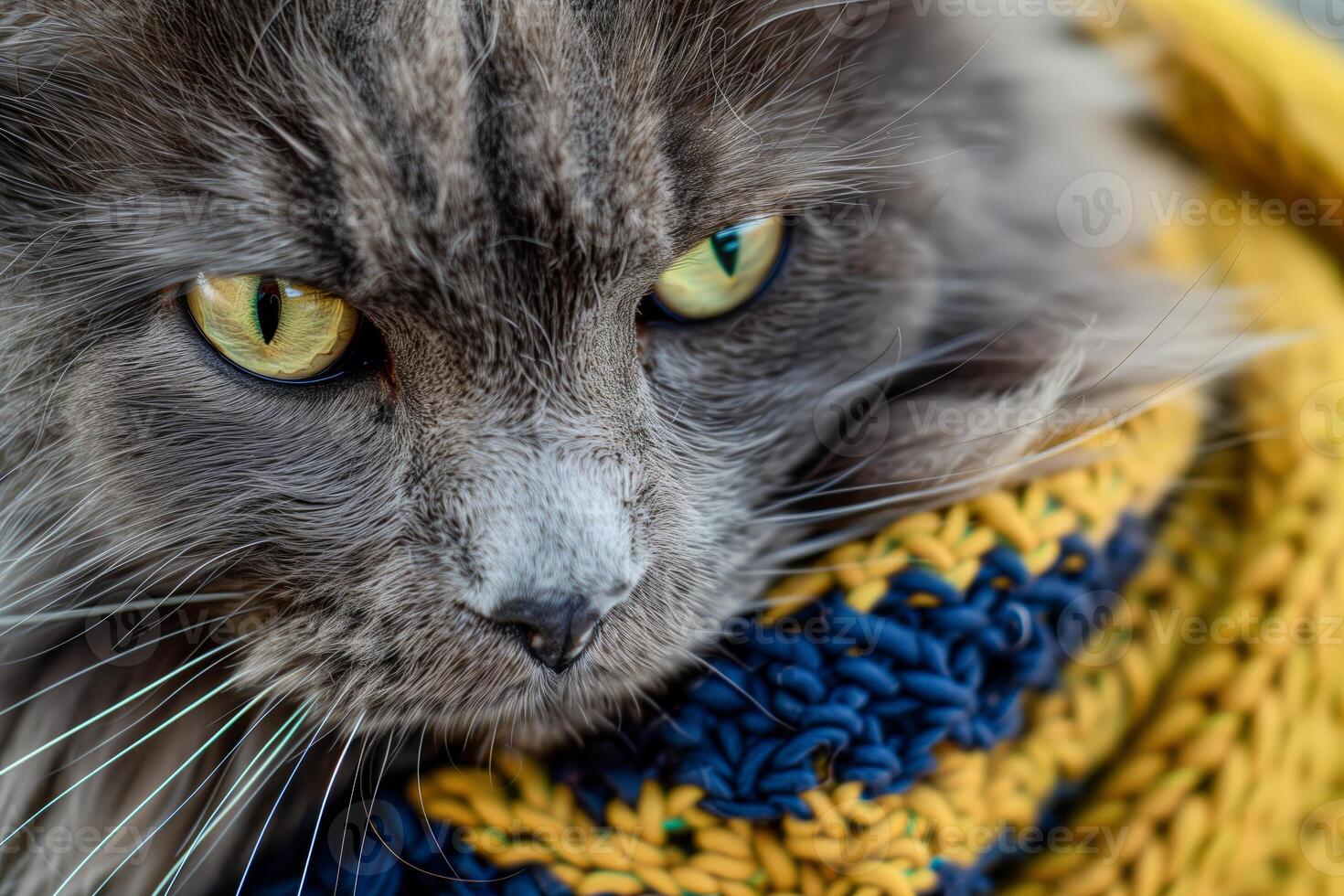 The cat is resting wrapped in a blanket photo