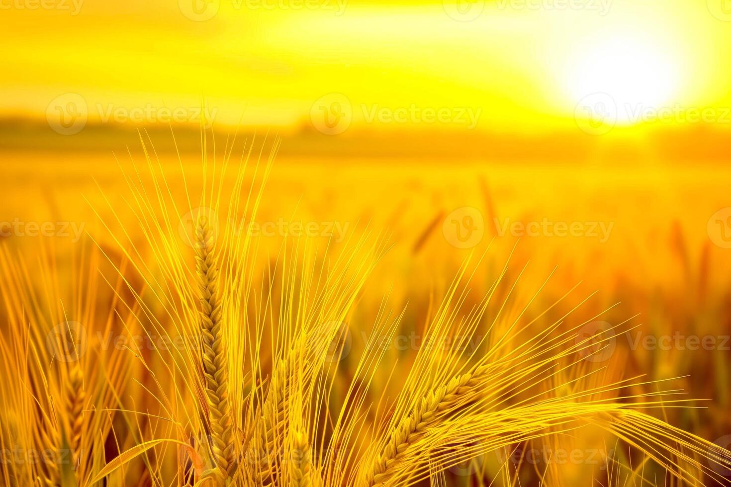 A close up of a field of wheat during sunset photo