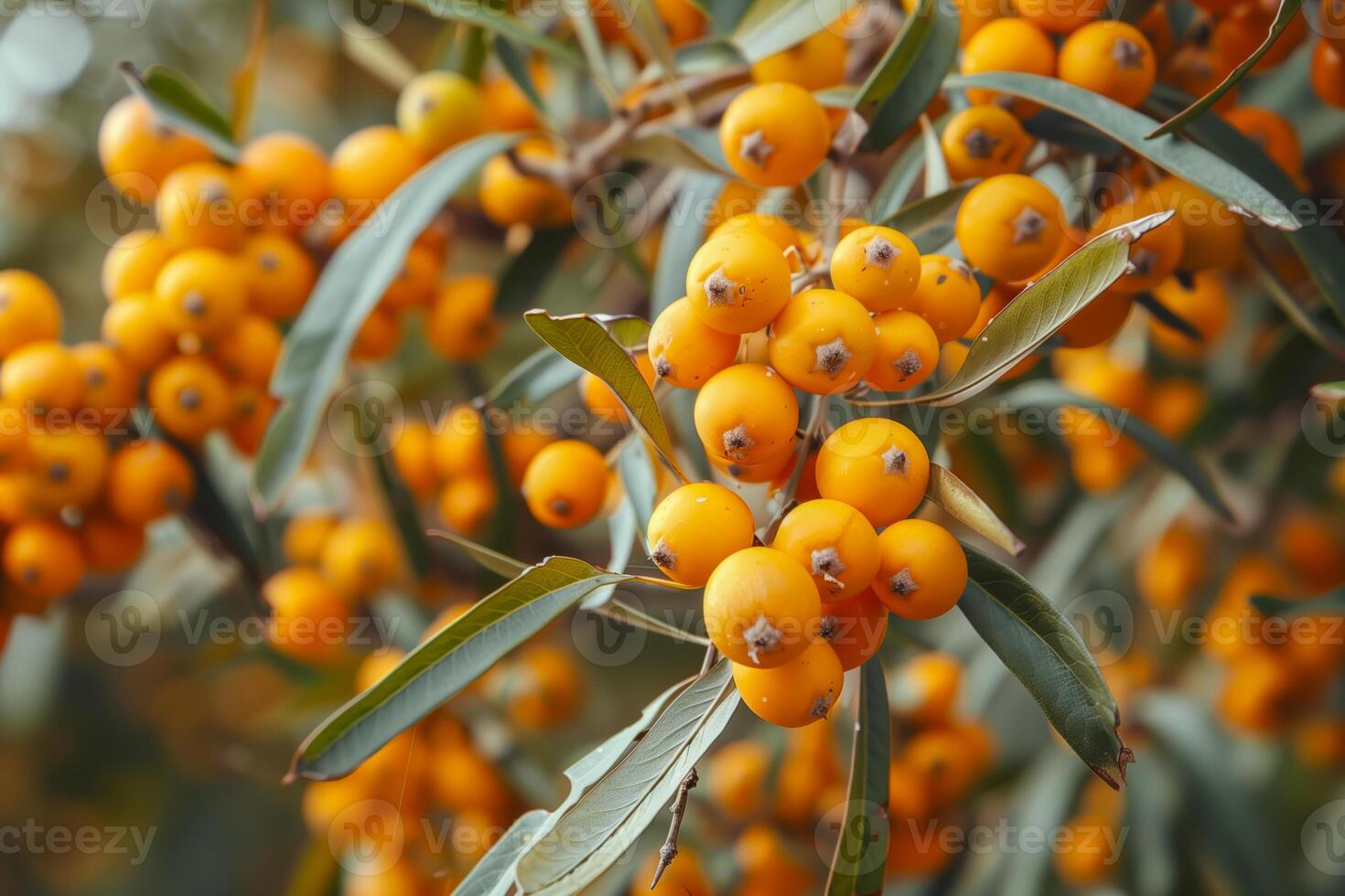 Yellow sea bukthorn berries clustered on tree photo