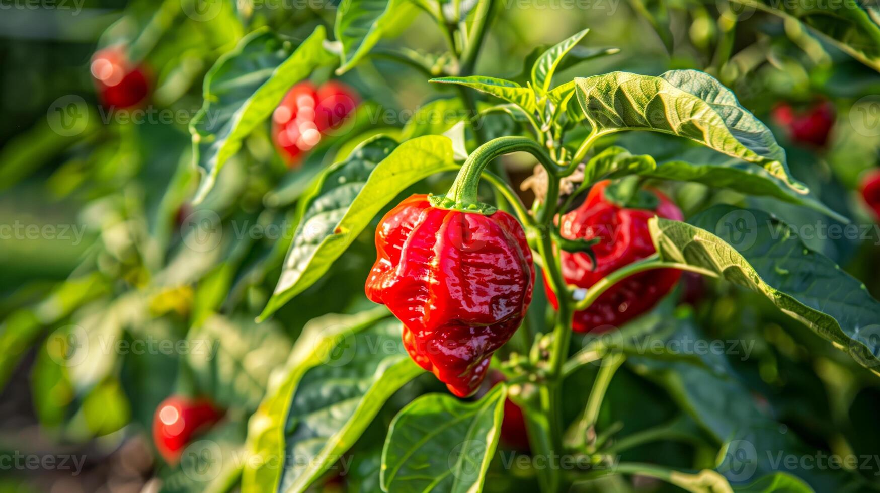 Close up of a red carolina reaper pepper plant with green leaves photo