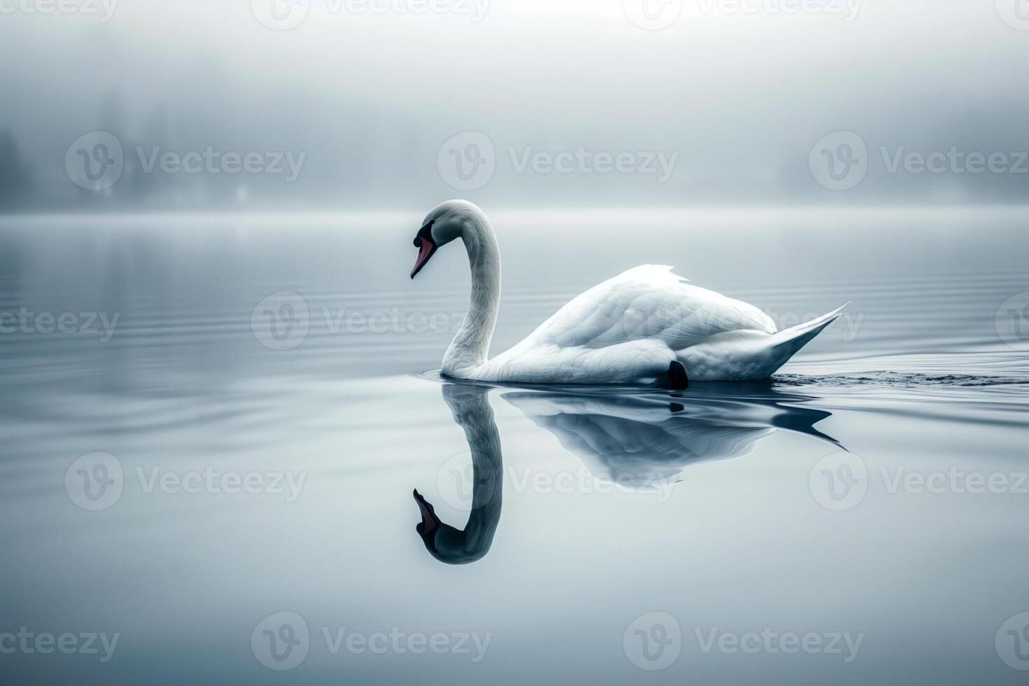 Swan swimming in a lake with fog photo