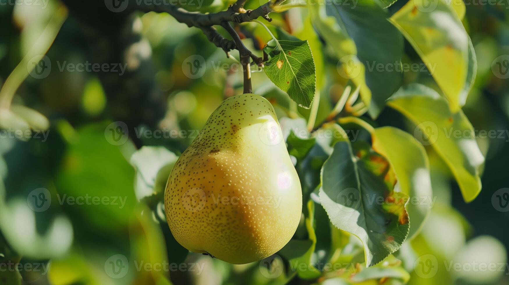 A pear hanging from a tree with leaves photo