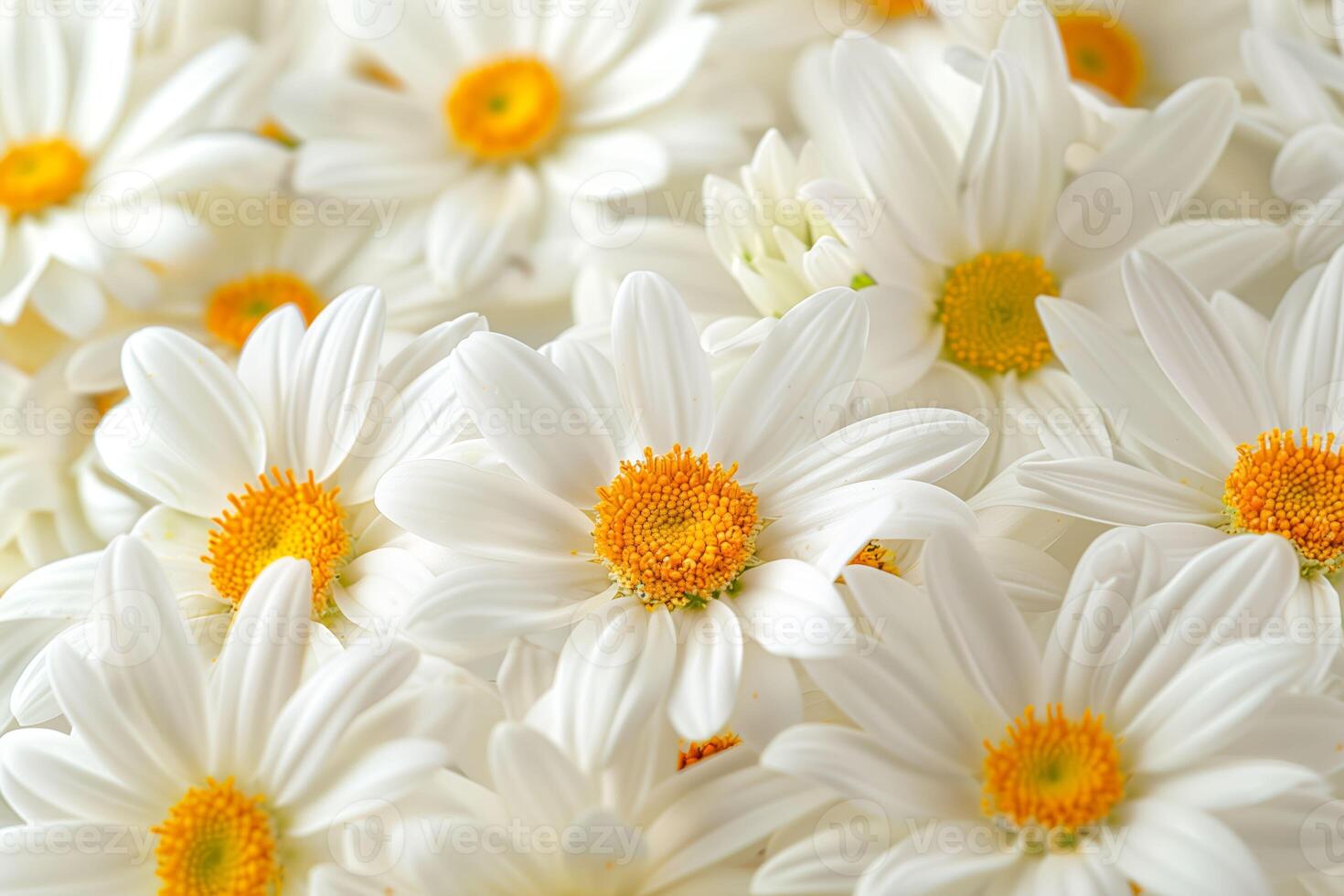 Many white flowers with yellow centers in a field photo