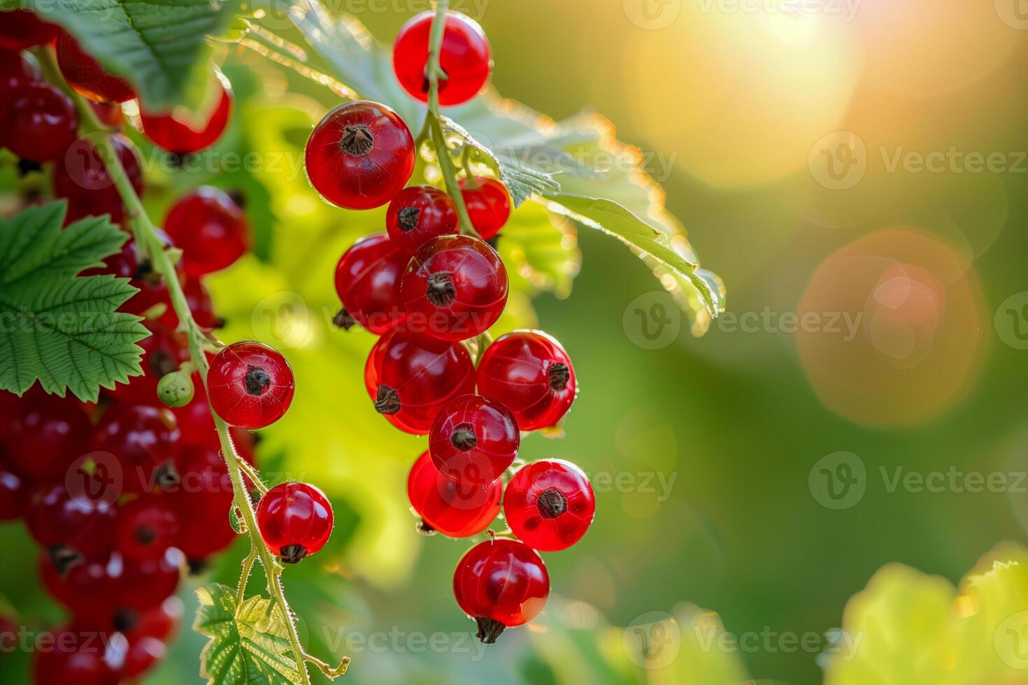 Many red currants berries on the branch photo