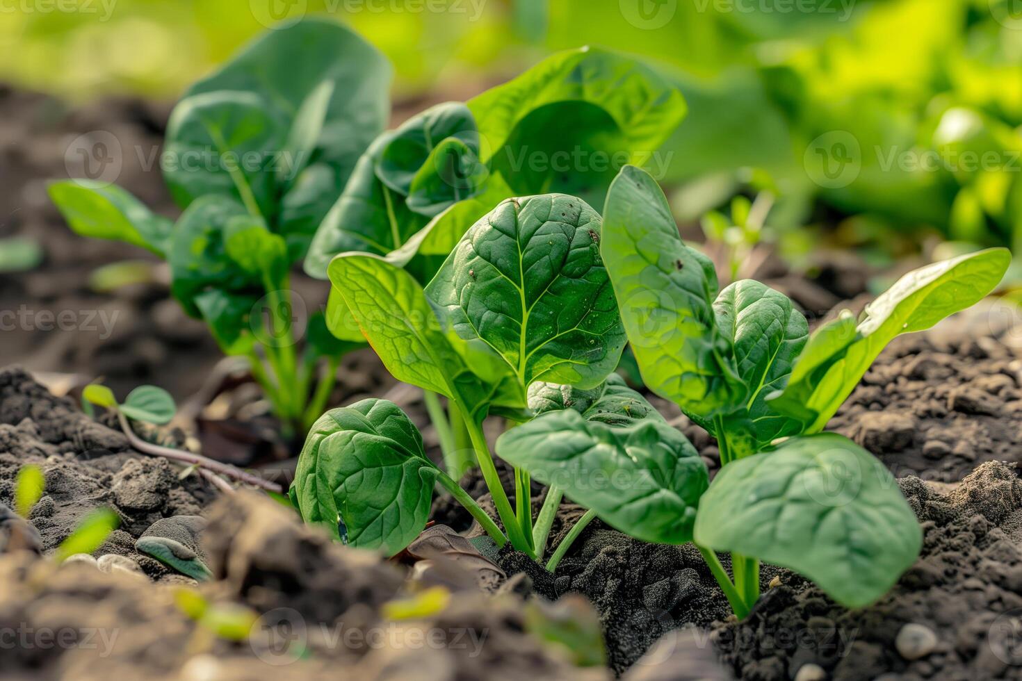 A close up of spinach plants growing in soil photo