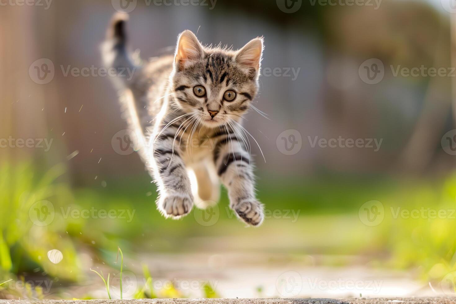 A small kitten jumping in the air photo