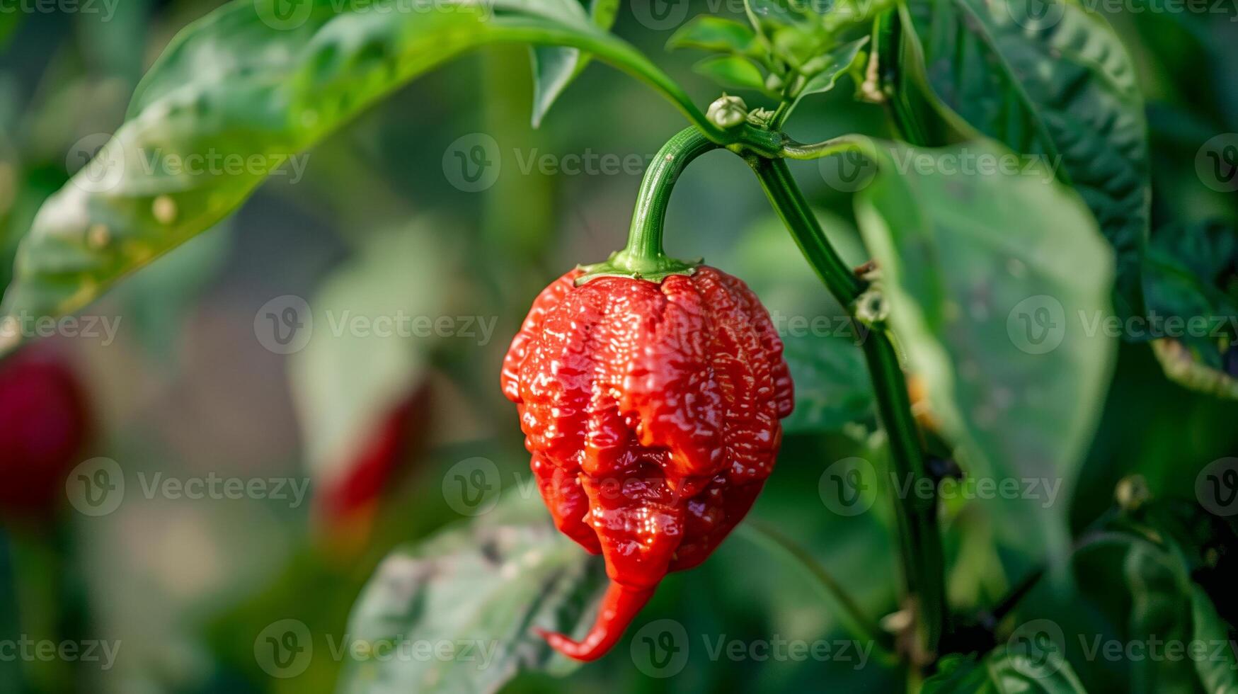 A red carolina chili plant with green leaves photo
