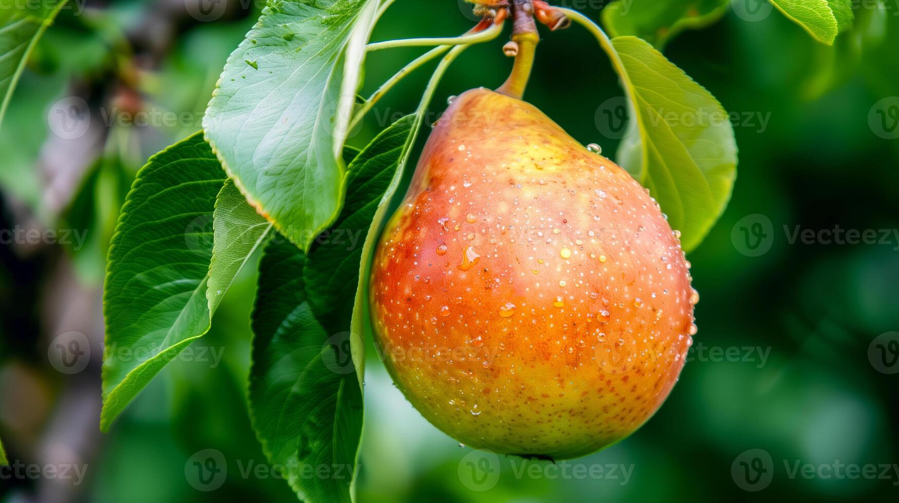 A pear hanging from a tree with water droplets on it photo