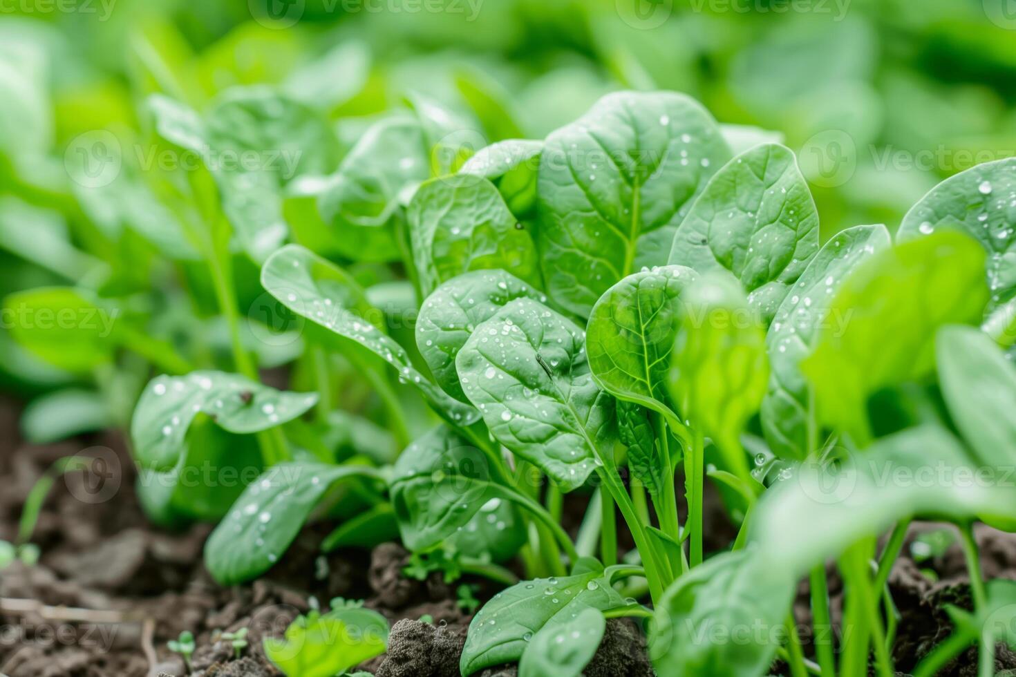 Close-up of thriving spinach plants in soil photo