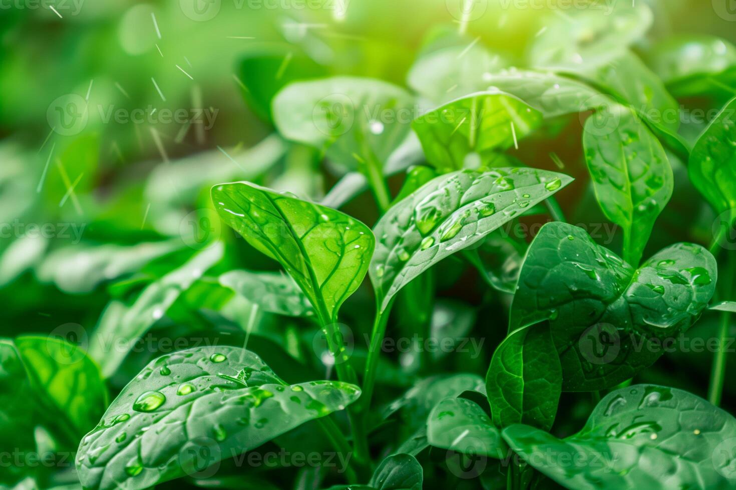 Close-up of wet spinach plant leaf with raindrops photo