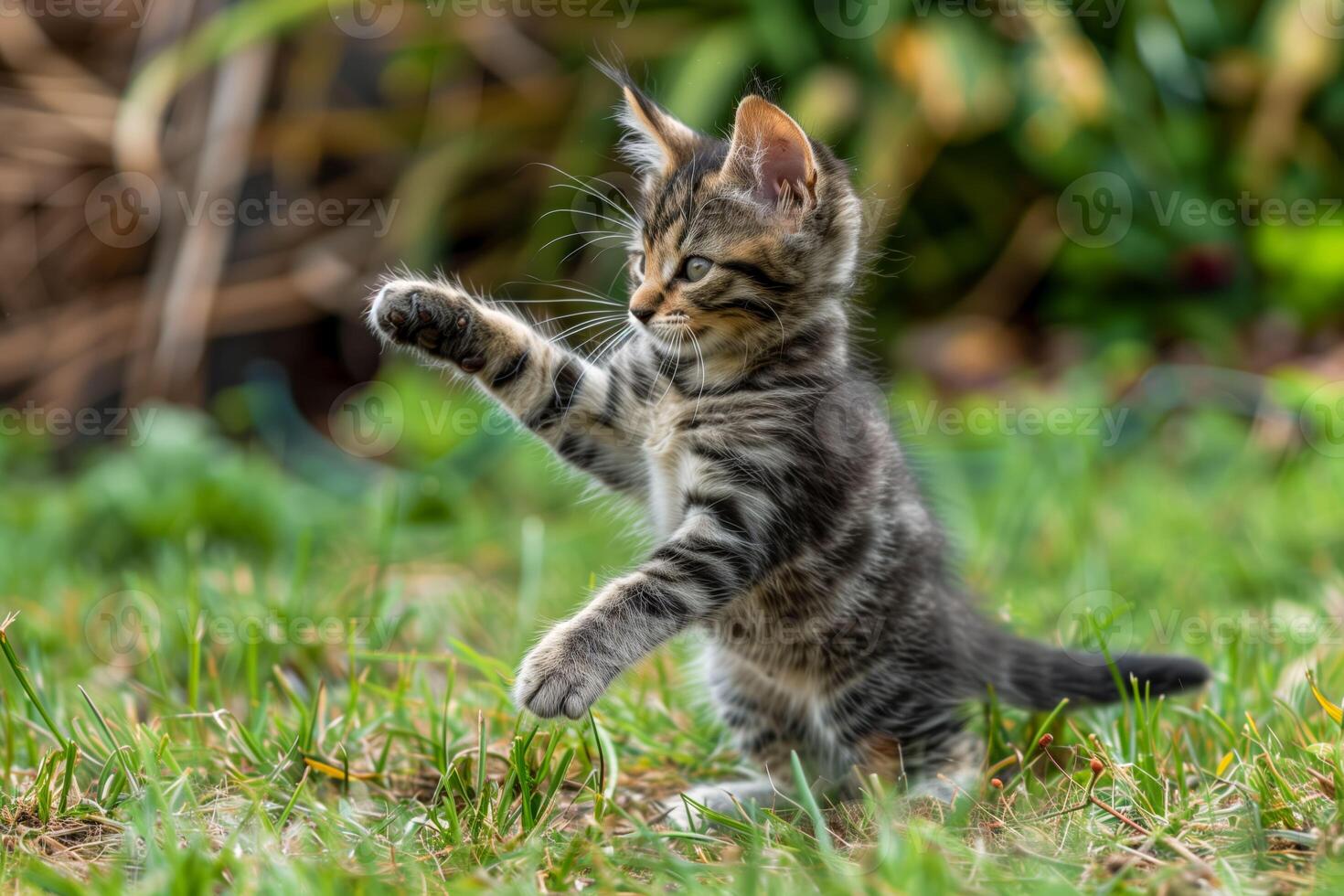 A small kitten playing or kung fu training photo
