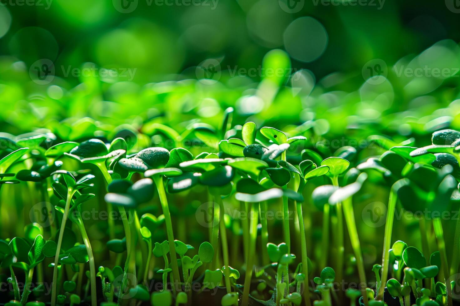 A close up of a cluster of green seedlings sprouting in a meadow photo