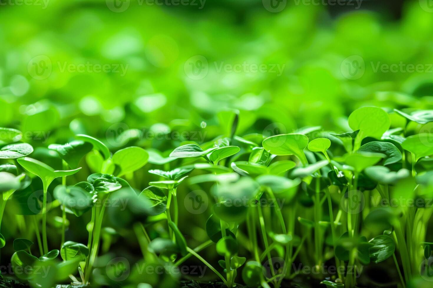 A close-up of lush vegetation in a field photo